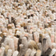 Brink & Campman Rugs - Rocks (Multiple Colours Available)