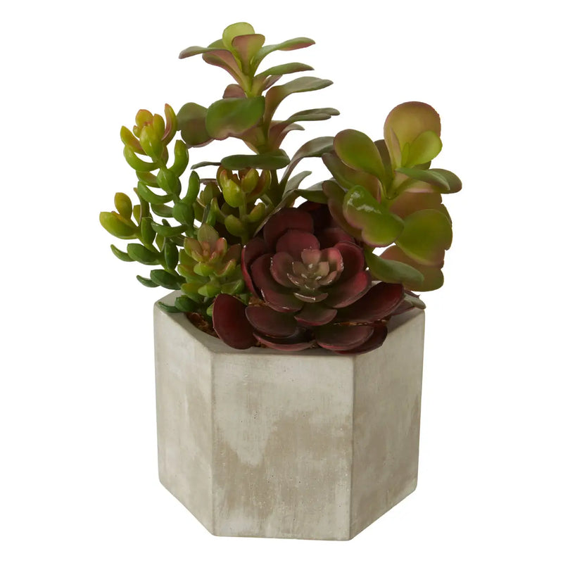 Mixed Succulents