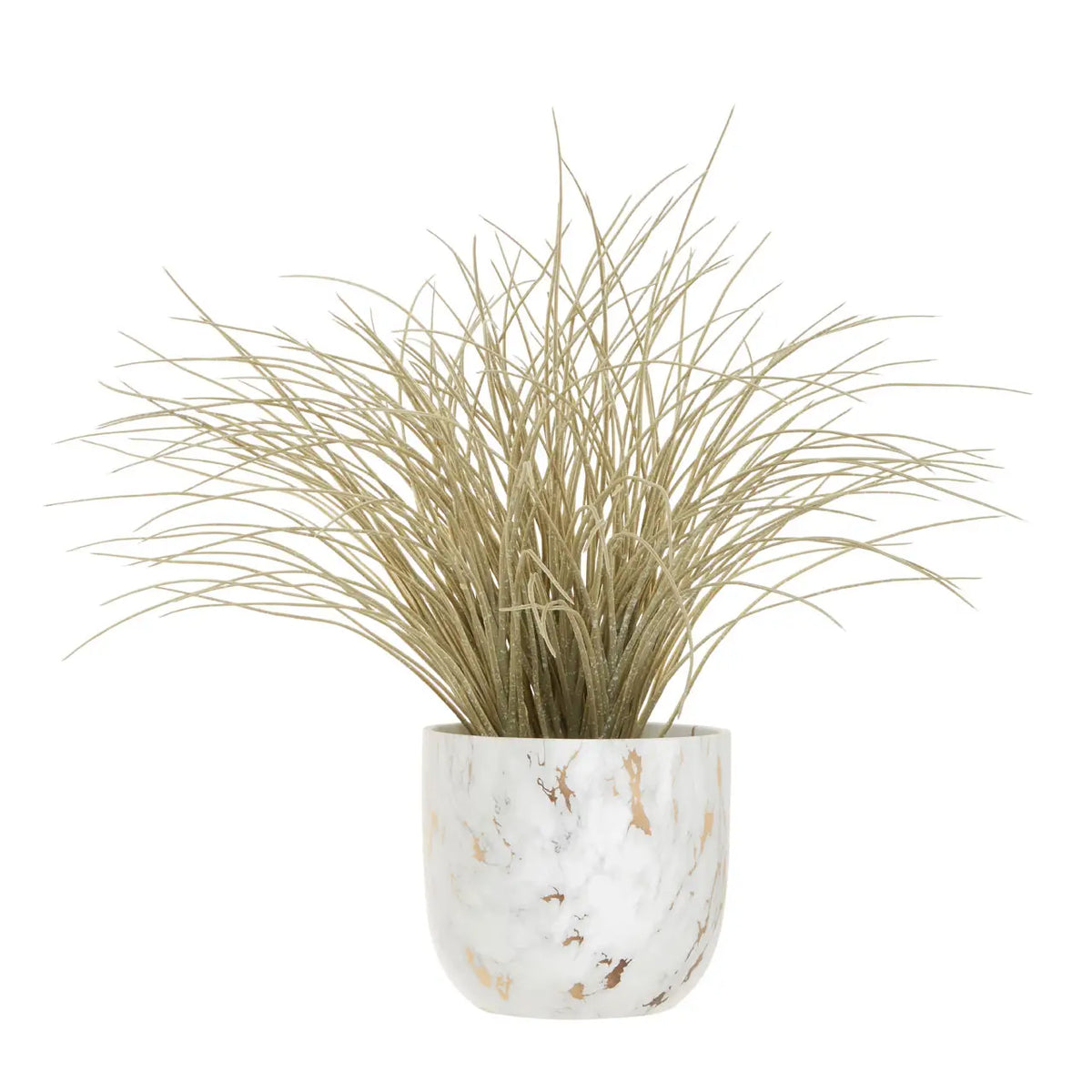 Grass Plant