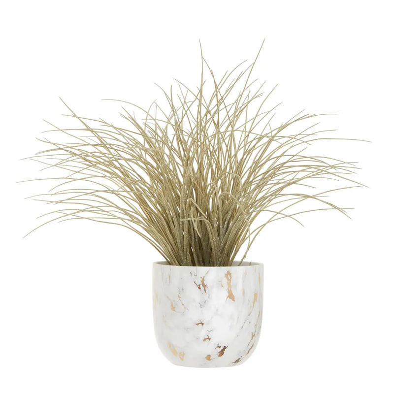 Grass Plant
