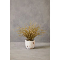 Grass Plant
