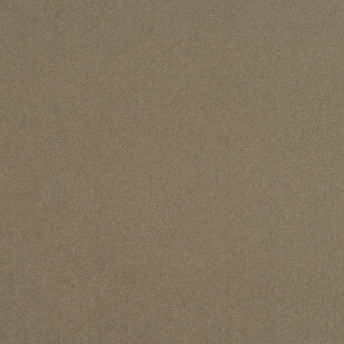 Royal Velvet Carpet