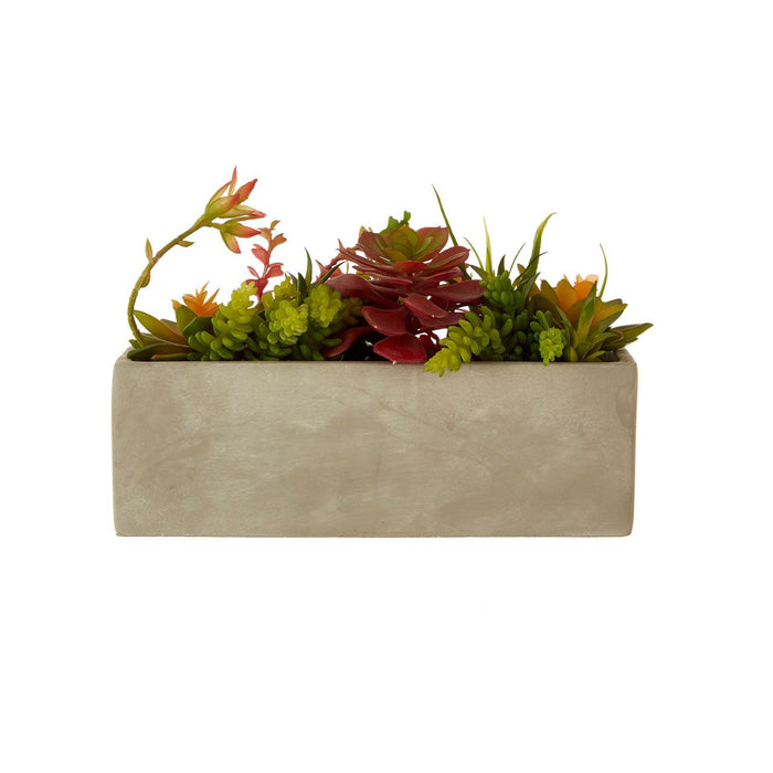 Mixed Succulents in Cement Pot