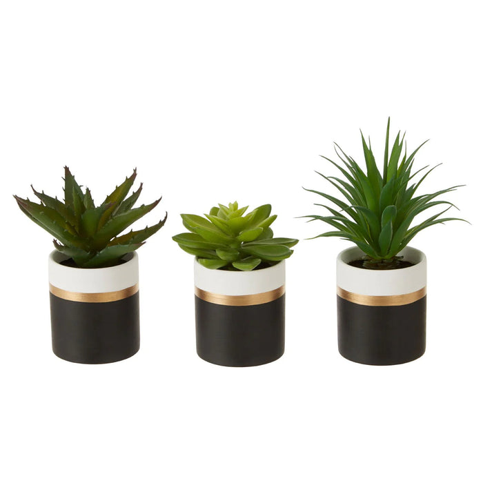 Set of 3 Succulents in Black Pots