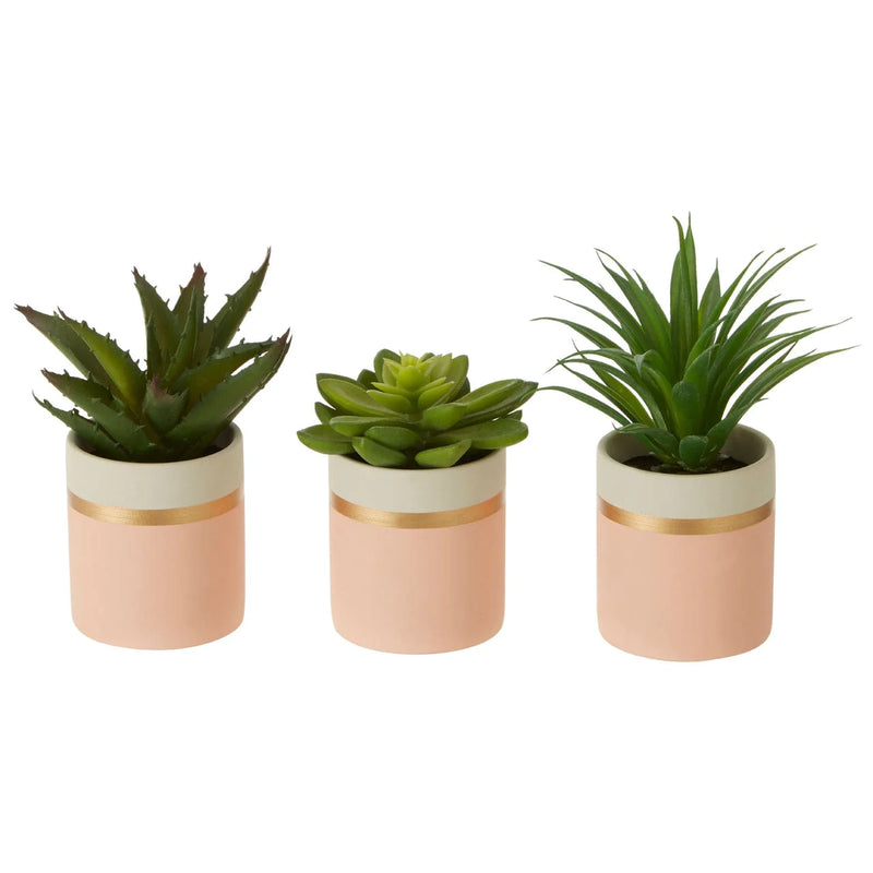 Set of 3 Succulents in Pink Pots