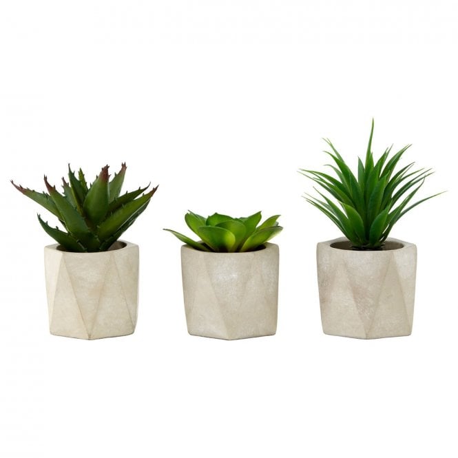 Set of 3 Succulents in Geo Cement Pots