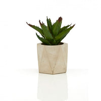 Set of 3 Succulents in Geo Cement Pots