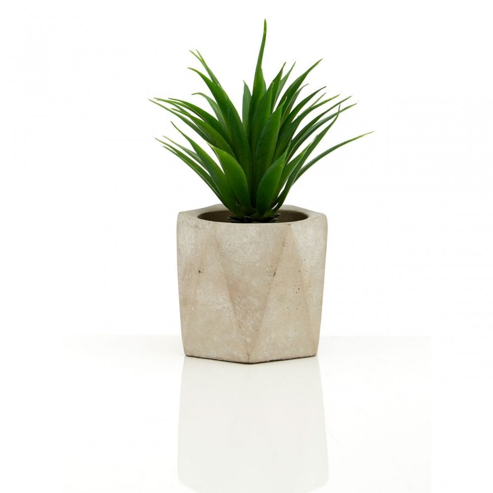 Set of 3 Succulents in Geo Cement Pots