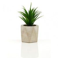 Set of 3 Succulents in Geo Cement Pots