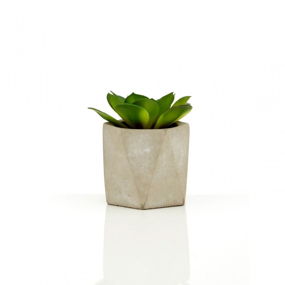 Set of 3 Succulents in Geo Cement Pots
