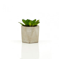 Set of 3 Succulents in Geo Cement Pots