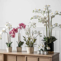 Orchid in Pot