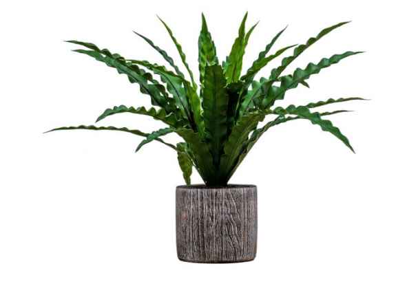 Potted Asplenium Fern