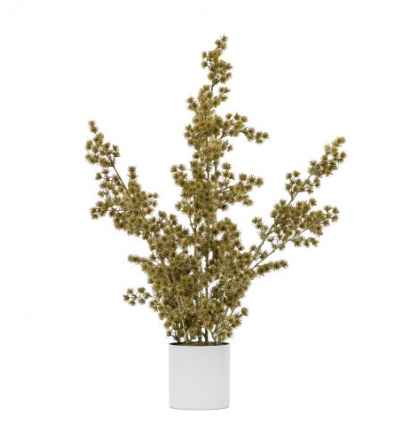 Potted Cedar Pine Gold