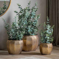 Potted Eucalyptus Bush