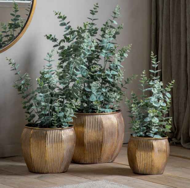 Potted Eucalyptus Bush