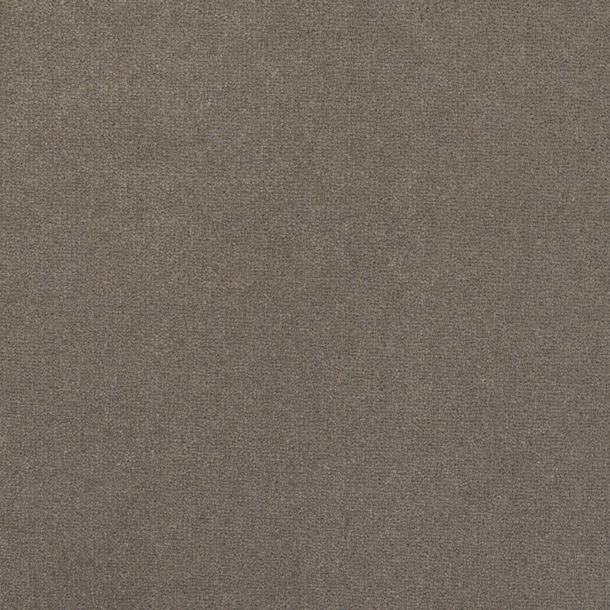 Royal Velvet Carpet