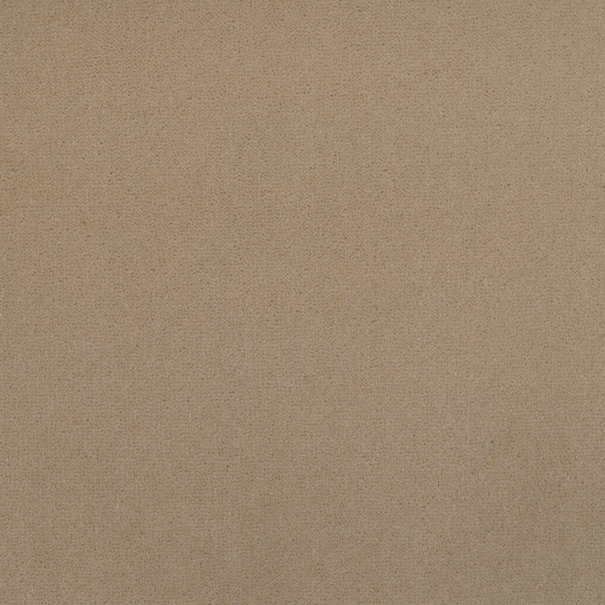 Royal Velvet Carpet