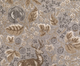 Purely Naturals Flora and Fauna Carpet Collection - Brintons