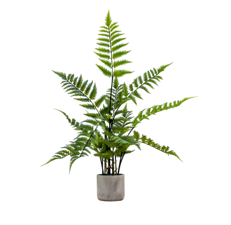 Potted Fern Collection
