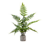 Potted Fern Collection