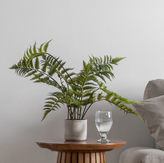 Potted Fern Collection