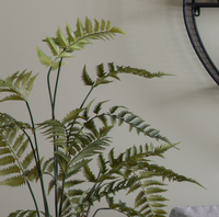 Potted Fern Collection