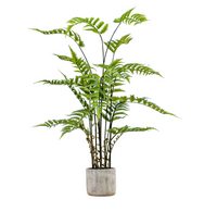 Potted Fern Collection