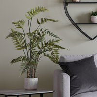 Potted Fern Collection