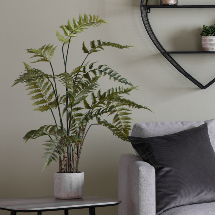 Potted Fern Collection