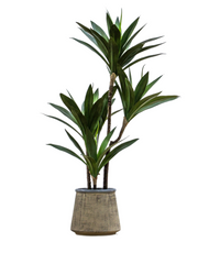 Potted Yucca