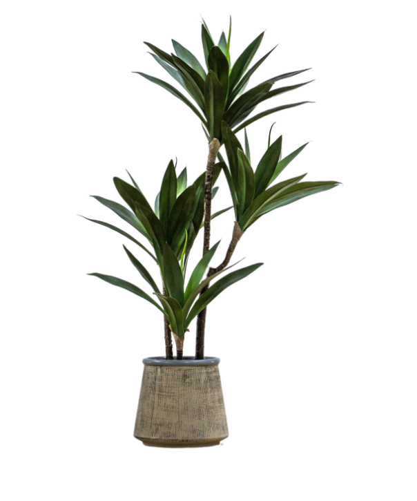Potted Yucca