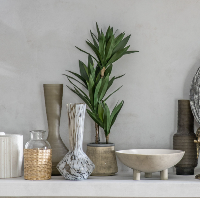 Potted Yucca