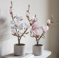 Potted Magnolia Collection