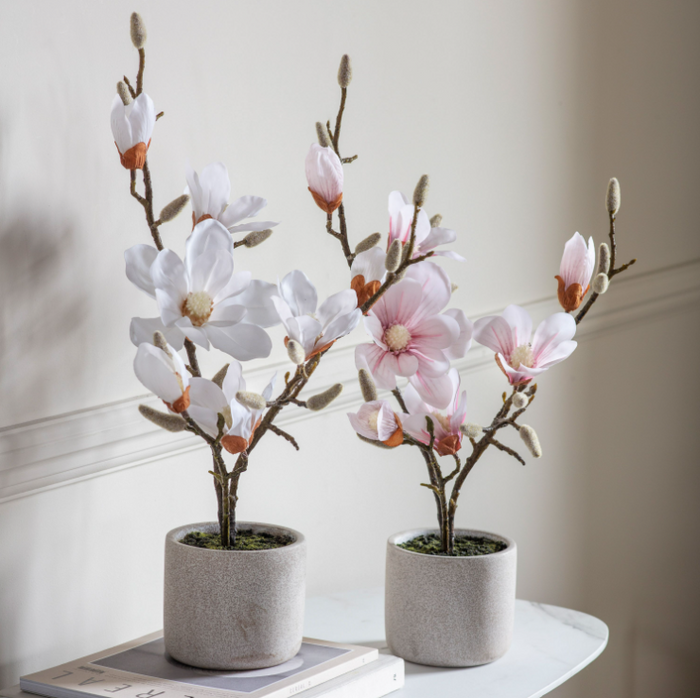 Potted Magnolia Collection