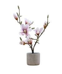 Potted Magnolia Collection