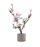Potted Magnolia Collection