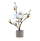 Potted Magnolia Collection