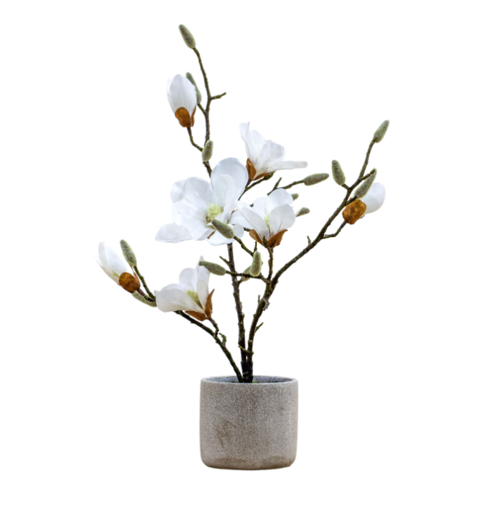 Potted Magnolia Collection