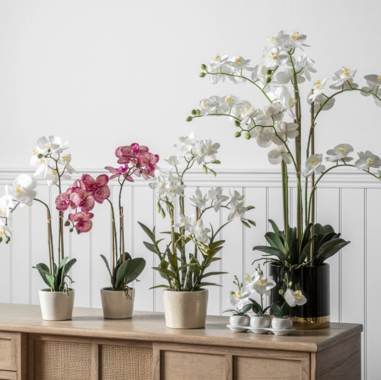 Potted Orchid Collection
