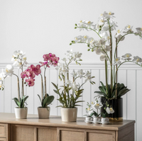 Potted Orchid Collection
