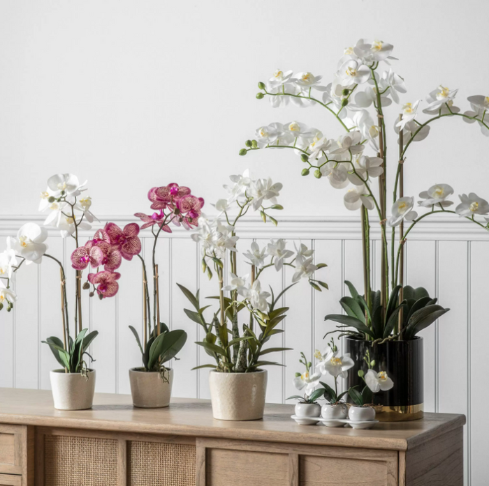 Potted Orchid Collection