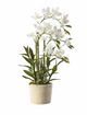 Potted Orchid Collection