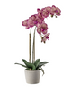 Potted Orchid Collection