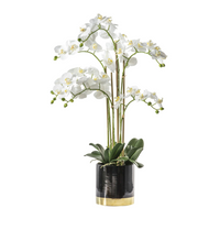 Potted Orchid Collection
