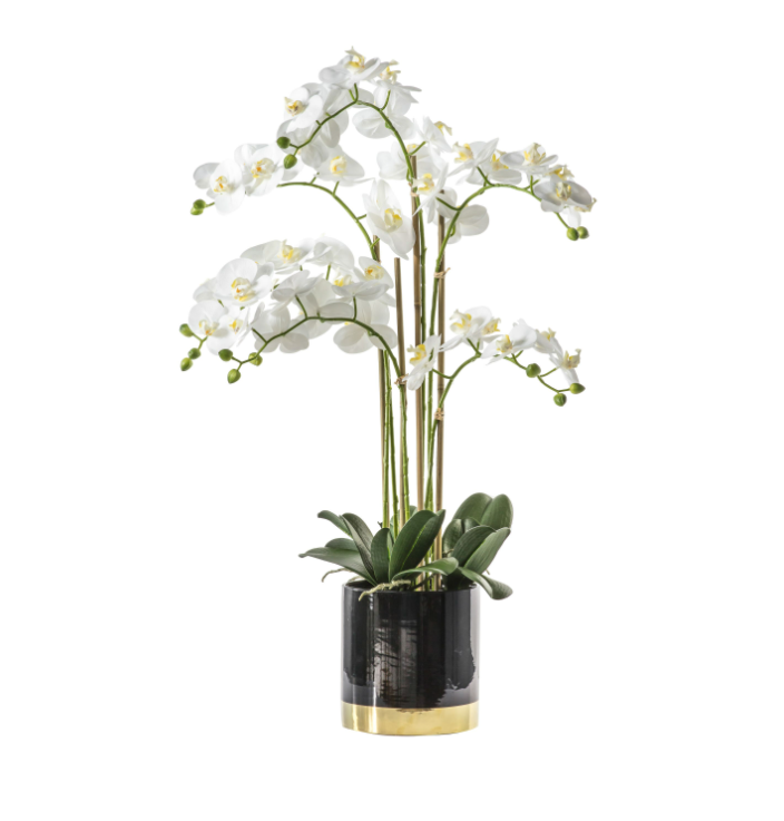 Potted Orchid Collection