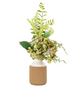 Potted Hydrangea Collection