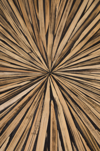 Bambusa Bamboo Living Collection