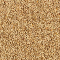 Longford Carpet