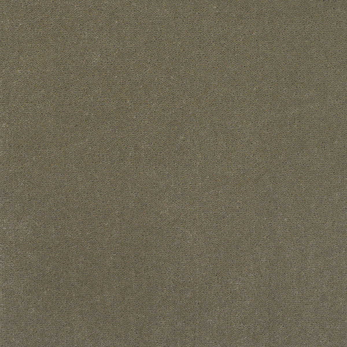 Royal Velvet Carpet